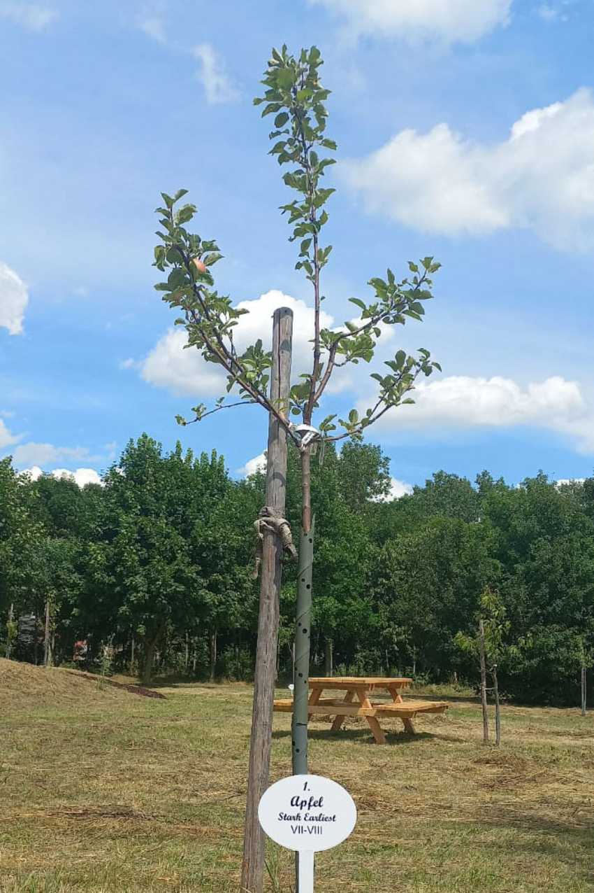 Garnitur / Bank Gemeinde Zwentendorf 