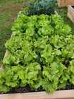 Hochbeet Salat