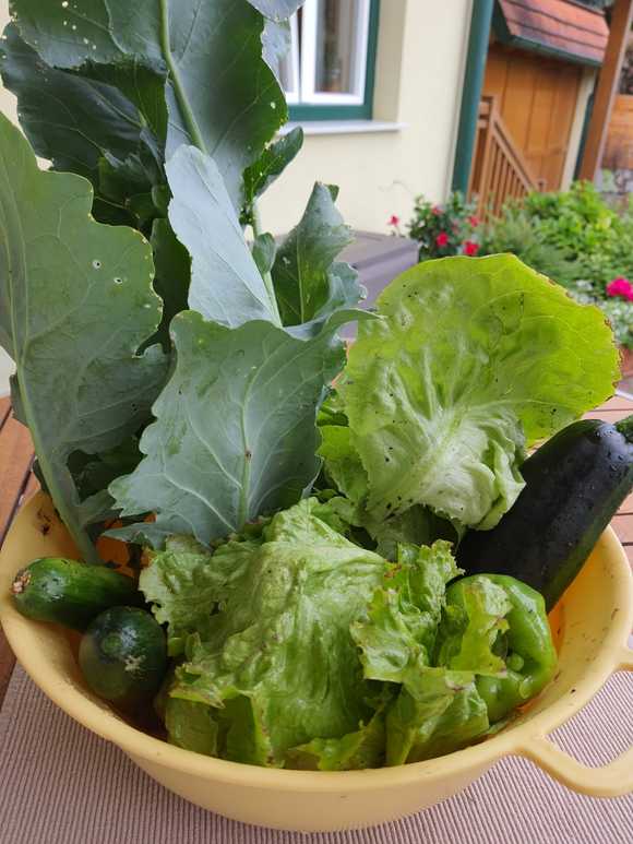 Hochbeet Ernte