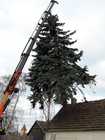 Weihnachtsbaum Kran