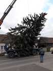 Aufstellen Weihnachtsbaum