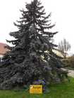 Christbaum