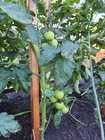 Hochbeet Gemüse