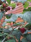 Hochbeet Himbeere
