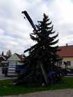 Christbaum